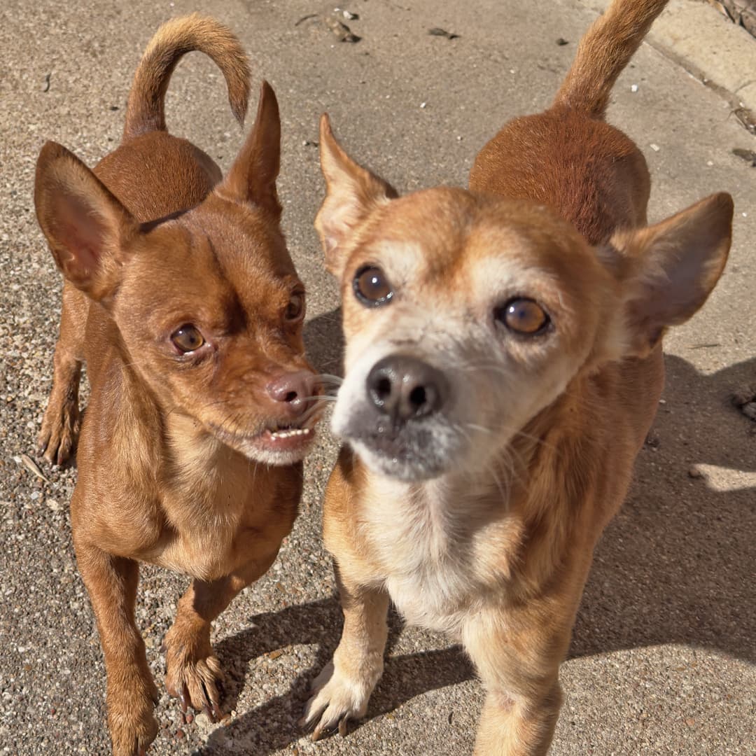 De inmediato, la organización acudió al reporte para revisar el estado de salud de los animalitos.