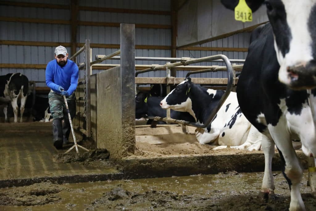 Miguel Hernandez cleans a barn on his last day of work on a Pepin County dairy farm owned by Doug and Toni Knoepke on May 31, 2017. He was leaving for Mexico with four other dairy workers the following day. He said he did not want to work the day before he left, but the farm owners needed the help. At the time, they did not have anyone lined up to replace him as assistant herdsman on the farm. He had worked there for 16 years, making $15 an hour by the time he left.