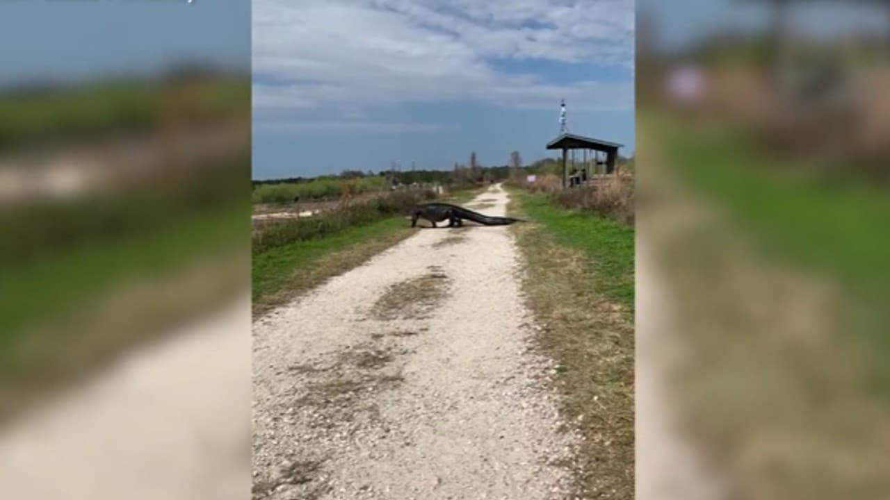 Un hombre en Lakeland captó a un gran caimán caminando por un sendero