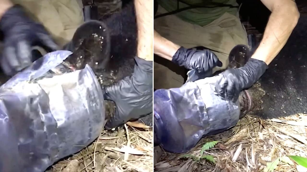 Oso queda atascado con un bote en la cabeza por 28 días