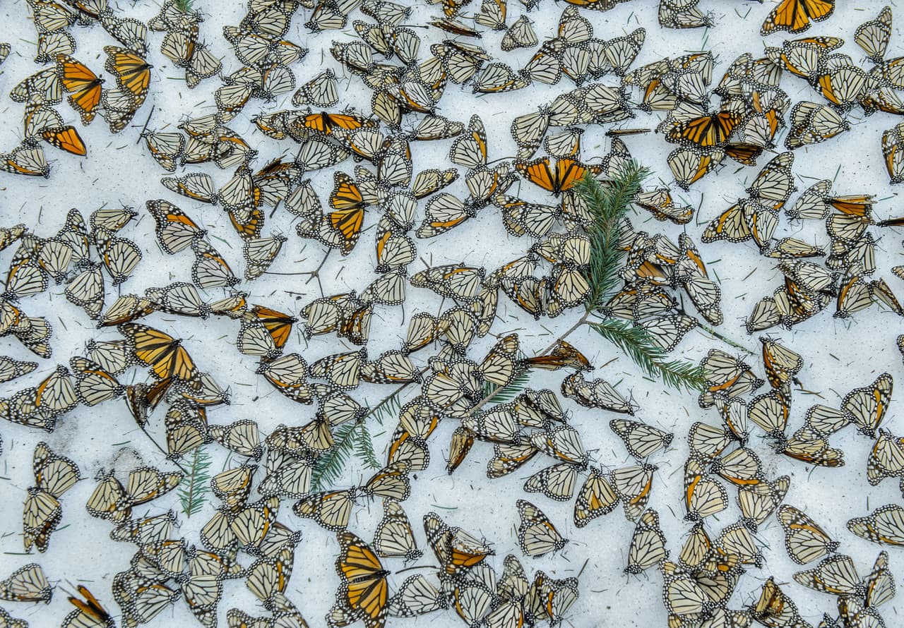 <b>Monarcas en la nieve (tercer premio, individual).</b> Una alfombra de mariposas monarca cubre el piso del bosque El Rosario, después de una tormenta de nieve que azotó el estado de Michoacán en México en marzo de 2015. La imagen es del fotógrafo español Jaime Rojo, un apasionado por la naturaleza, formado en estudios ambientales y radicado en México desde 2004.