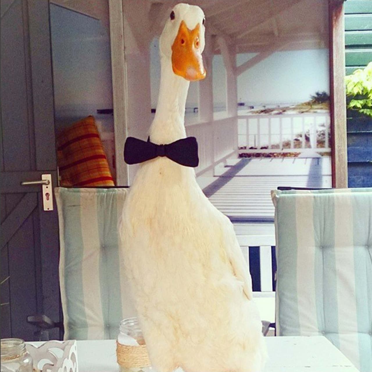 Guus es un fanático de esta celebración, ¡y sabe responder a comandos que jamás ha aprendido!