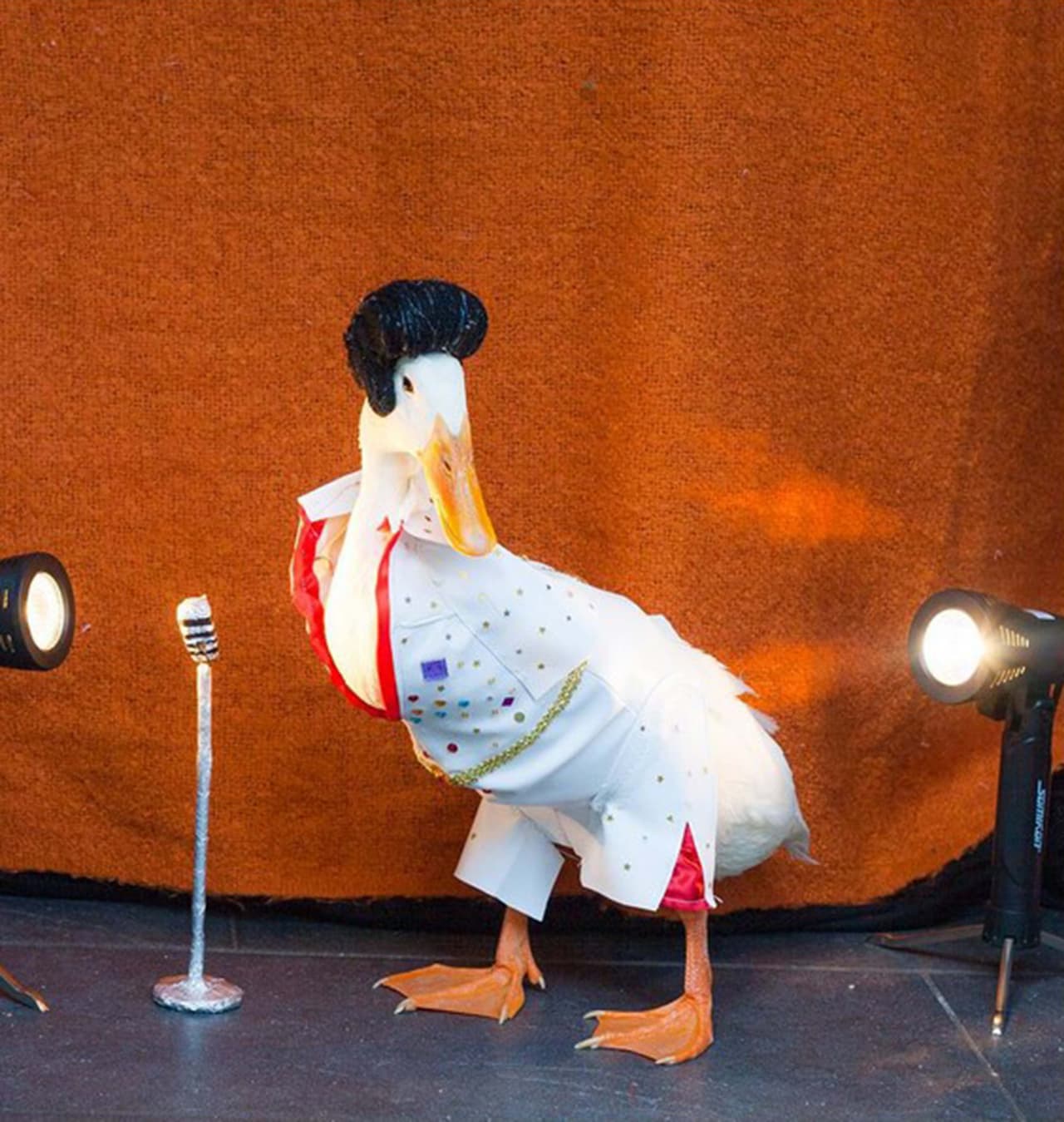 Elvispato es el nombre de esta afamada estrella aviar. ¡Y lo verán graznar en plena fiesa!