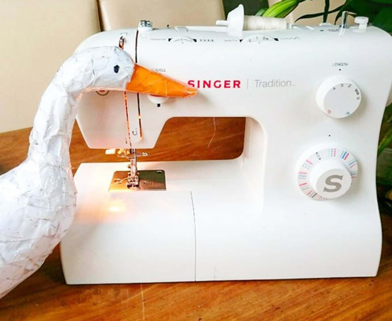 Además, Guus es un ave súper obediente.