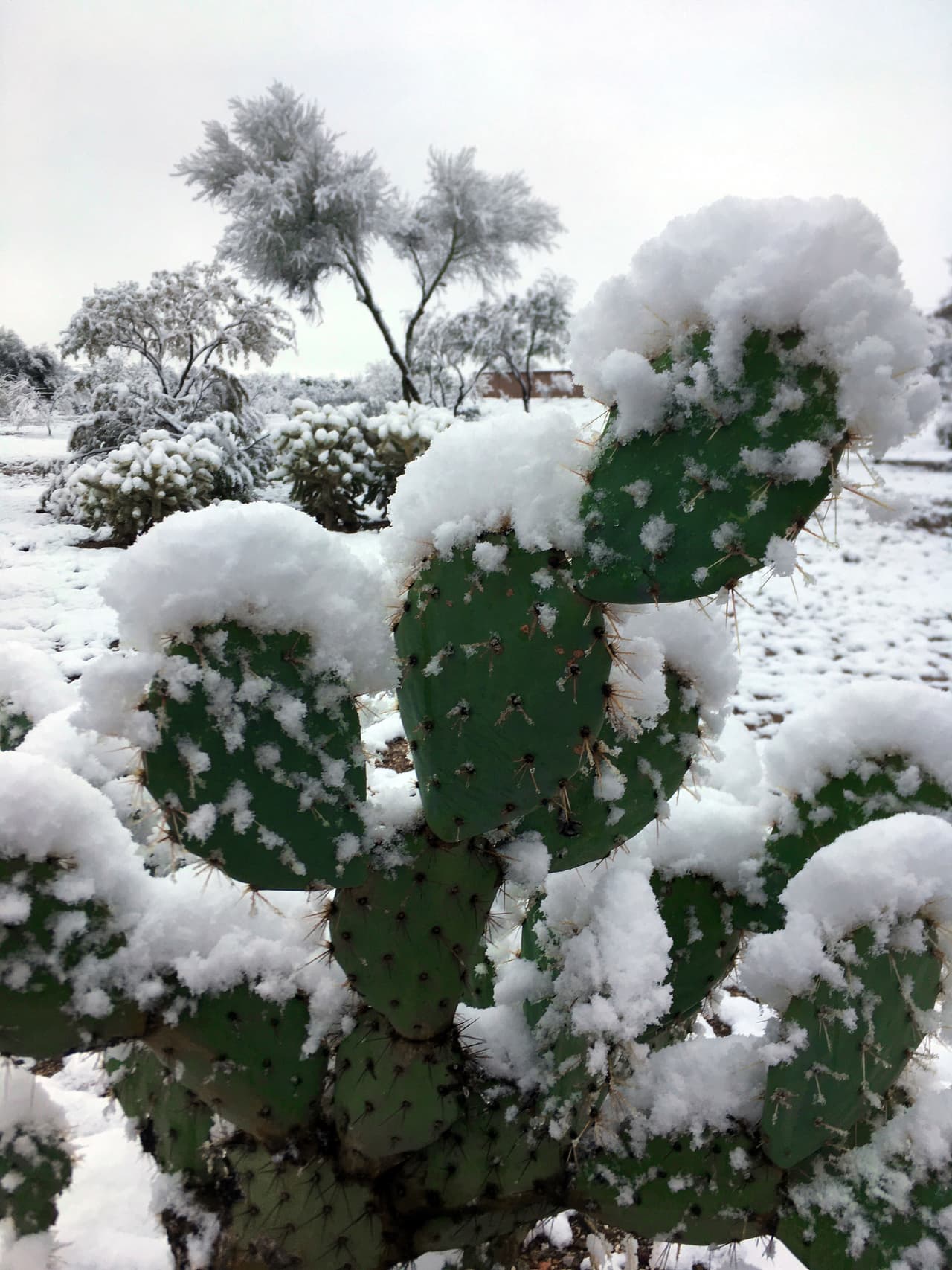 Un cactus helado al sureste de Tucson. En Albuquerque, Nuevo México, agencias públicas y escuelas cerraron debido a la fuerte nevada y al hielo que cubría algunos caminos.