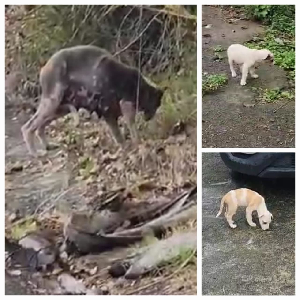 Los animales rescatados, que incluían razas como Pomeranian, Chihuahua y tortugas de agua, presentaban enfermedades y problemas de piel debido al abandono.