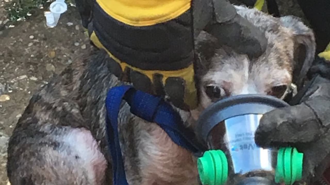 Rescatan a mascotas de un incendio en un suburbio de Chicago