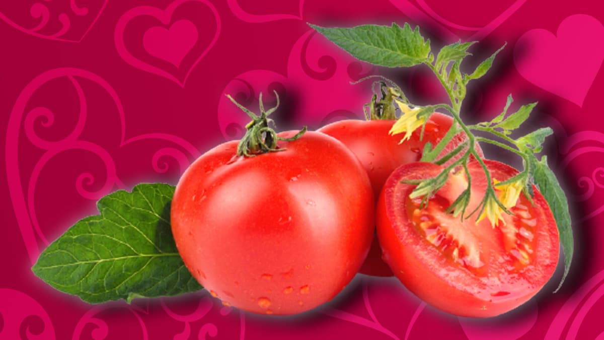 El tomate o jitomate sin duda es uno de los elementos más populares de la gastronomía a nivel mundial, una orgullosa exportación que hicimos de Latinoamérica al resto del mundo, tras la conquista española.