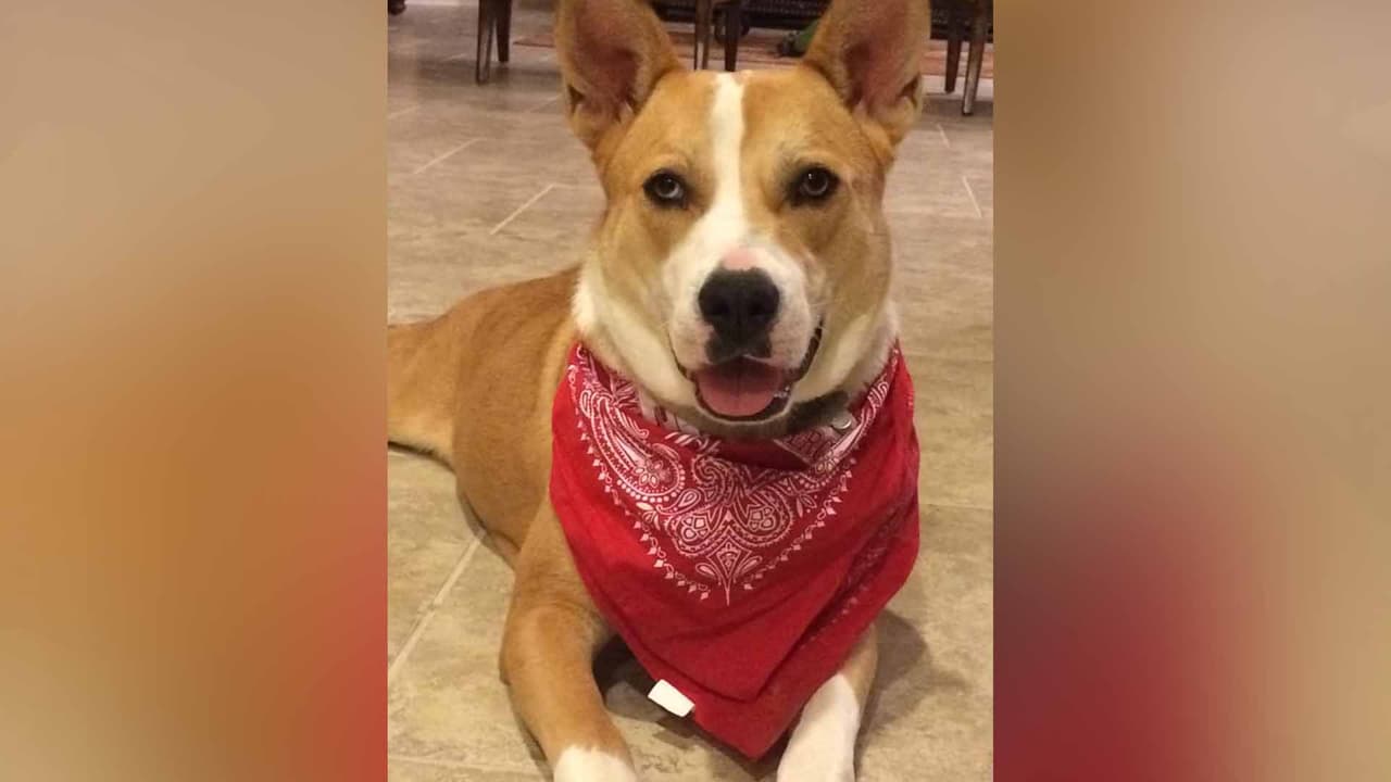 Carina Montiel- Molly y sugar las dos son de rescate.