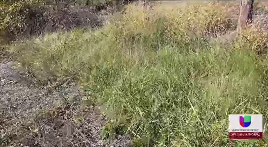 Estaba en un punto entre Clear Spring Road y Bottom Road, a una milla de distancia aproximadamente de donde el sábado anterior se halló abandonado el auto de Argote.