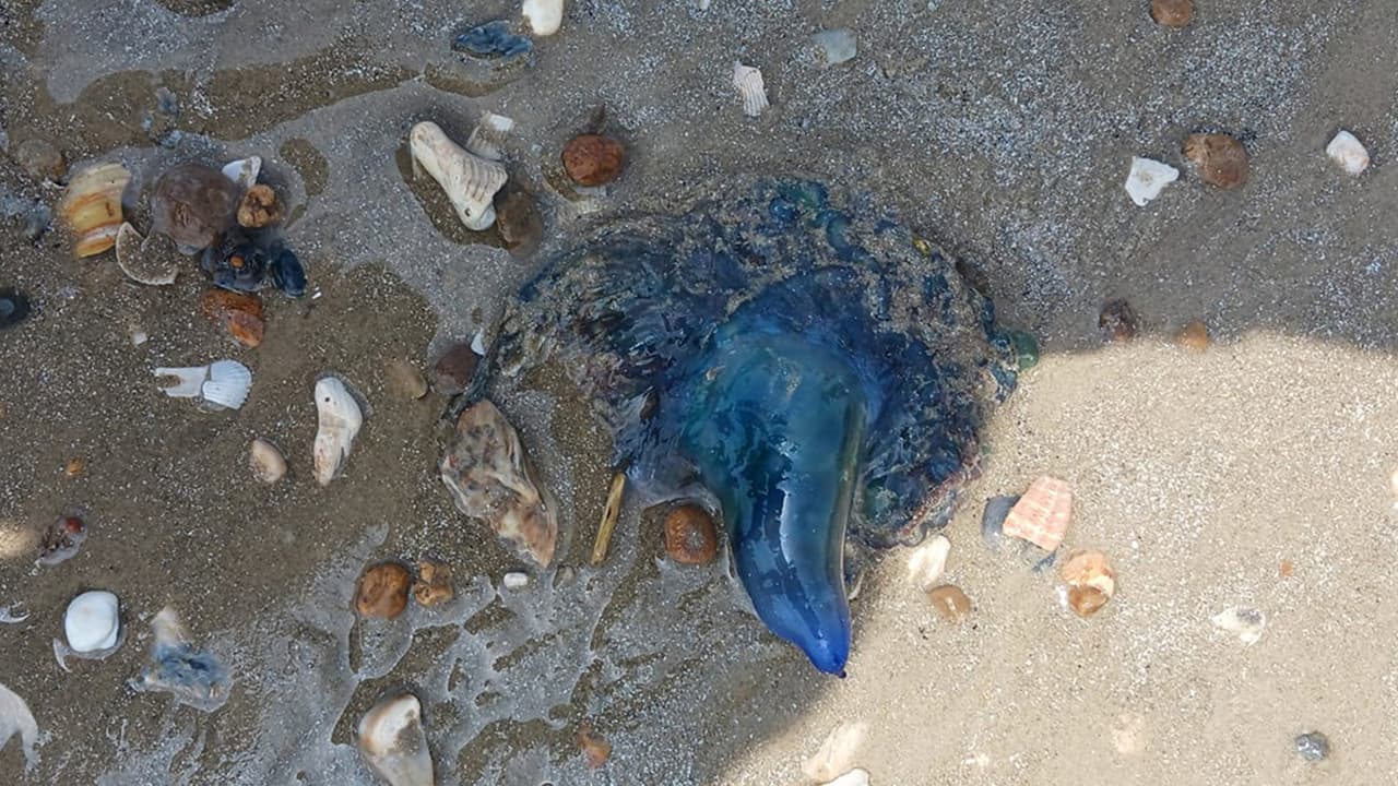 Fredi Velazquez: "Ayer andaba Cristal Beach y Galveston, miré cuando una niña salió llorando".