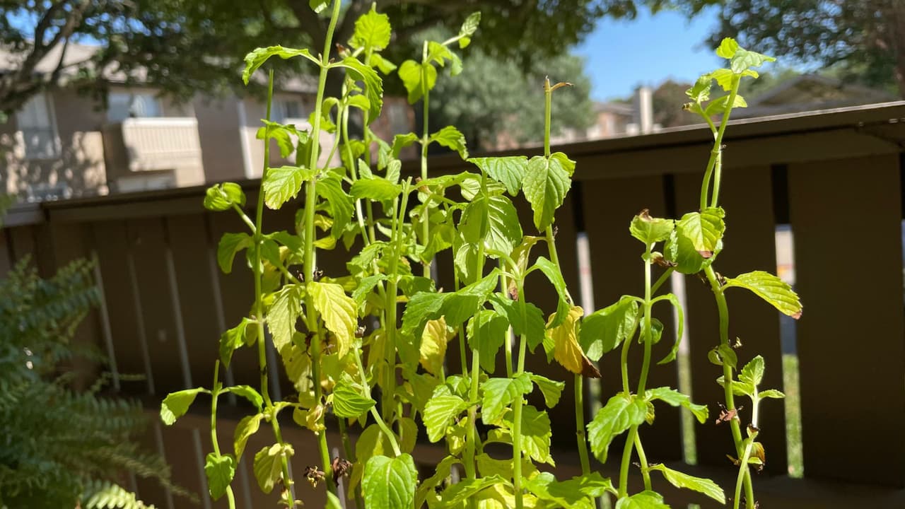 Si te gustan las plantas aromáticas o medicinales, la hierbabuena es ideal para tenerla en casa en verano. Es una planta resistente y debes cuidar de no ahogarla. Además, te sirve para algunos postres y bebidas o como remedios caseros por sus propiedades medicinales.