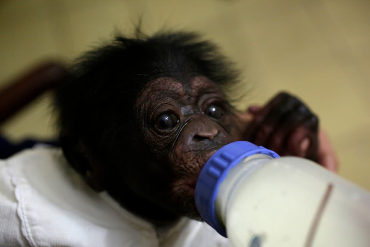 A 12-day-old male chimp, Anuma, being bottle in the Havana home of zoo biologist Marta Llanes Torres, 62.