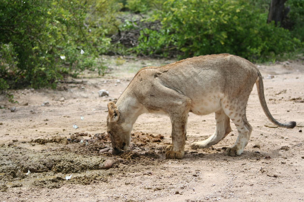 Los ancestros fieros, como los tigres colmillo de sable, y sus parientes de la selva suelen comer plantas para desintoxicarse, purgarse y tener un buen intestino.