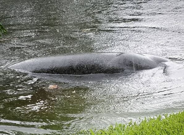 Florida: Intensas lluvias llevan a un manatí hasta el patio de una casa