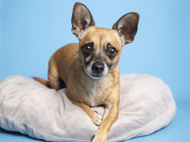 La pequeña Missy tiene 5 años y quiere que la apapachen mucho.