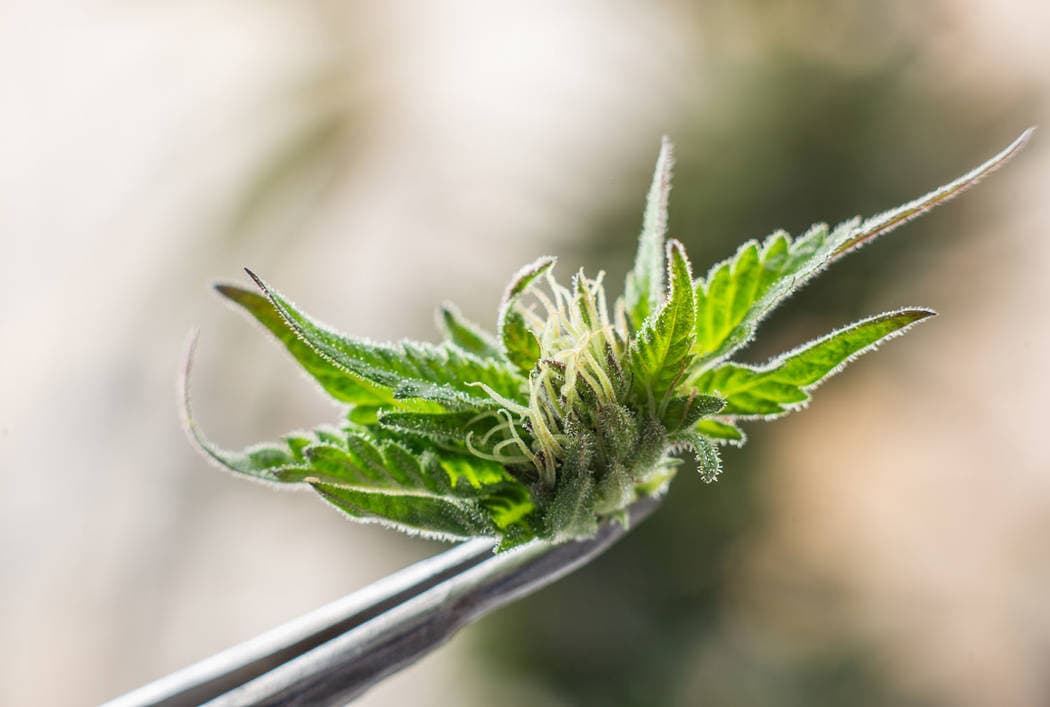 <b>No más pruebas de marihuana</b>
<br>
<br>A partir del 10 de mayo, los empleadores de Nueva York ya no podrán exigir a los solicitantes de empleo que se sometan a una prueba de marihuana. Esto aplica para empleadores privados, sin fines de lucro y de agencias gubernamentales, pero excluye trabajos de construcción, conductores comerciales y trabajos en el sector de cuidado médico e infantil. Asimismo, hay ciertas excepciones para empleadores federales.