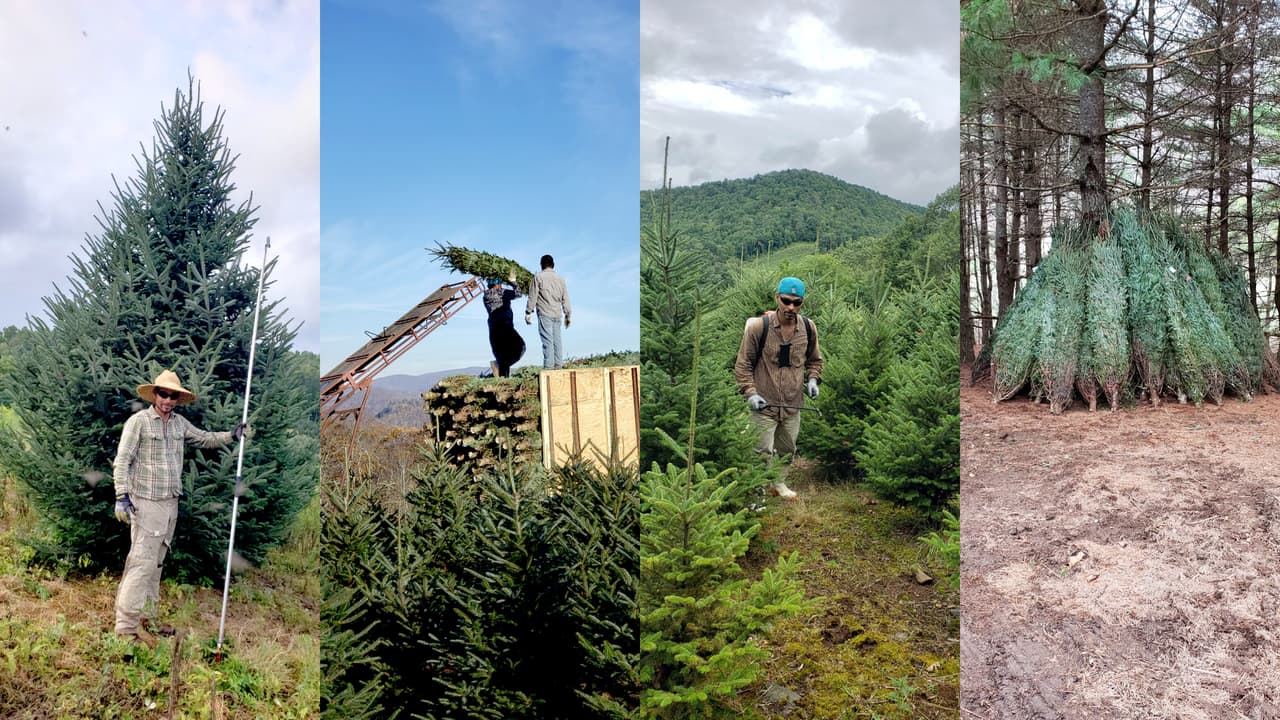 Del bosque al hogar: una historia detrás de los árboles de Navidad