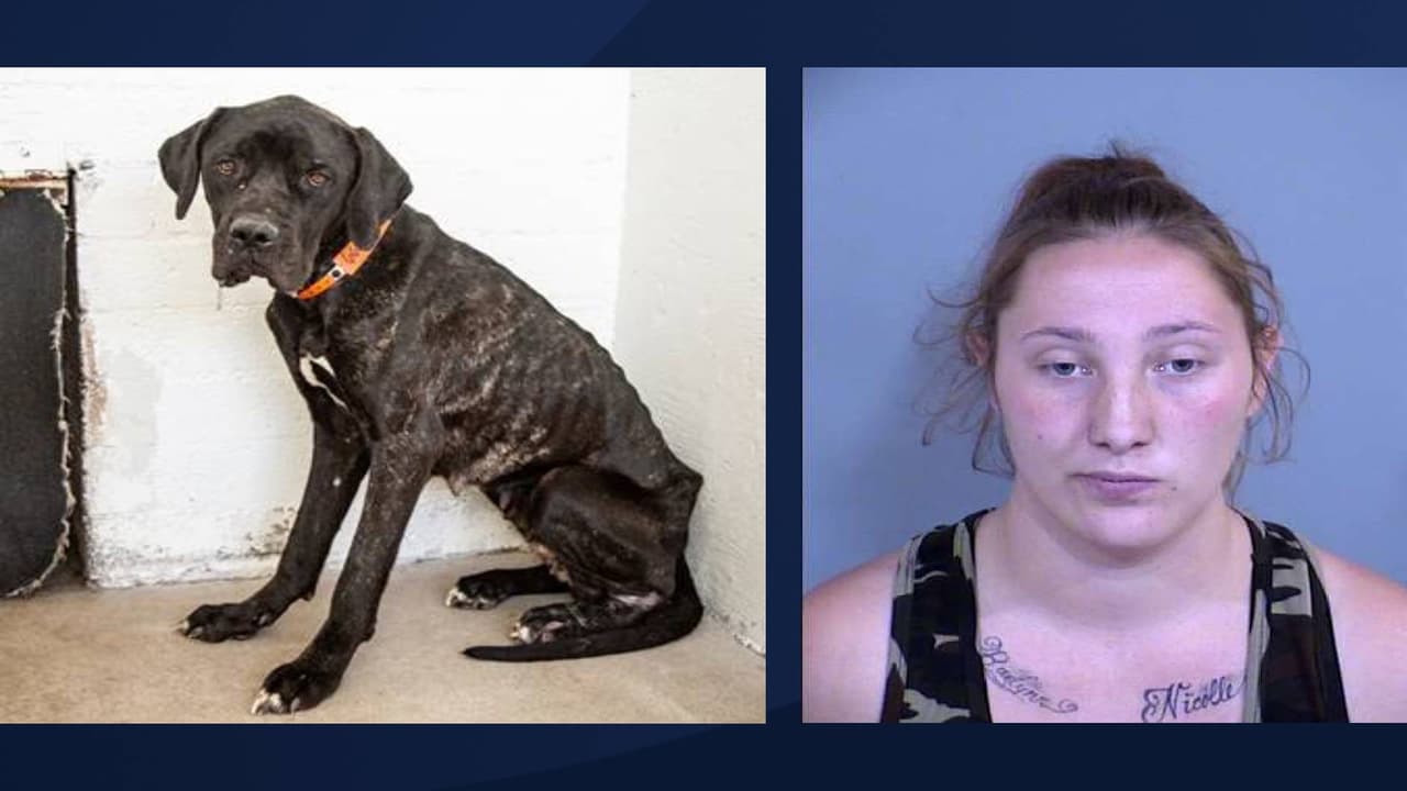 Autoridades encuentran a 15 animales muertos y otros abandonados en una casa de Phoenix