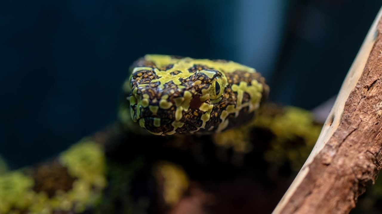 <b>Y para aquellos preocupados por el frío</b>, el zoológico ha pensado en todo.
<b>Los visitantes pueden calentarse en lugares cubiertos y seguros</b>.