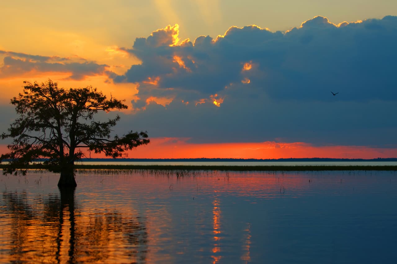 Por supuesto, no puedes dejar de explorar el Parque Nacional de los Everglades en un swampy buggy (aerobote especial para terrenos pantanosos).