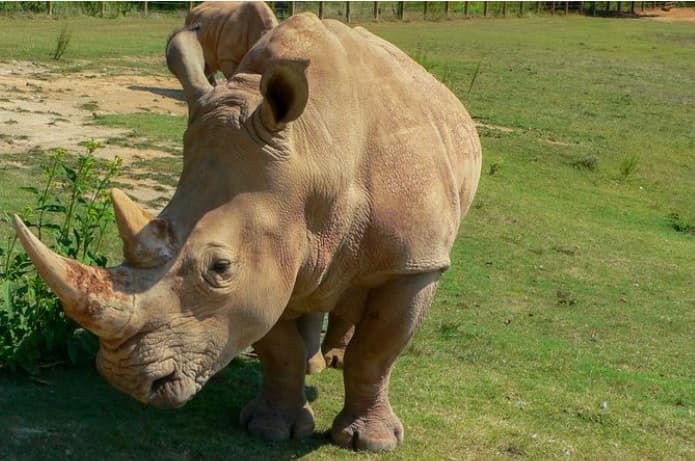 Muere "Natalie" la rinoceronte blanca del zoológico de Carolina del Norte, tenía 30 años 