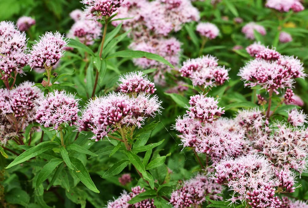 La valeriana es originaria tanto de Europa como de Asia pero puede cultivarse en cualquier región y clima del planeta. Da unas flores pequeñas pero muy fragantes, de dulce aroma, en colores blanco, rosa o morado.