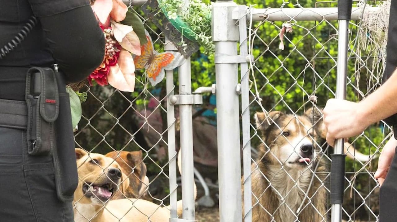Hallan perros en condiciones deplorables en una vivienda al oeste de San Antonio
