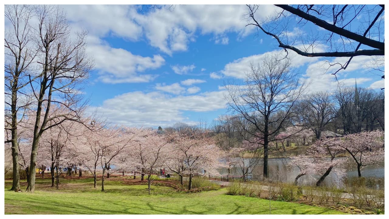Además de tener 
<b>la mayor cantidad de cerezos en flor,</b> el parque se caracteriza por una inmaculada combinación de praderas abiertas y pequeños parches de bosque en un terreno suavemente ondulado.
