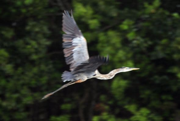 Por este fin de semana la entrada a los Parques Nacionales de Florida serán gratuitos. ¡Aprovecha y disfruta de la naturaleza!