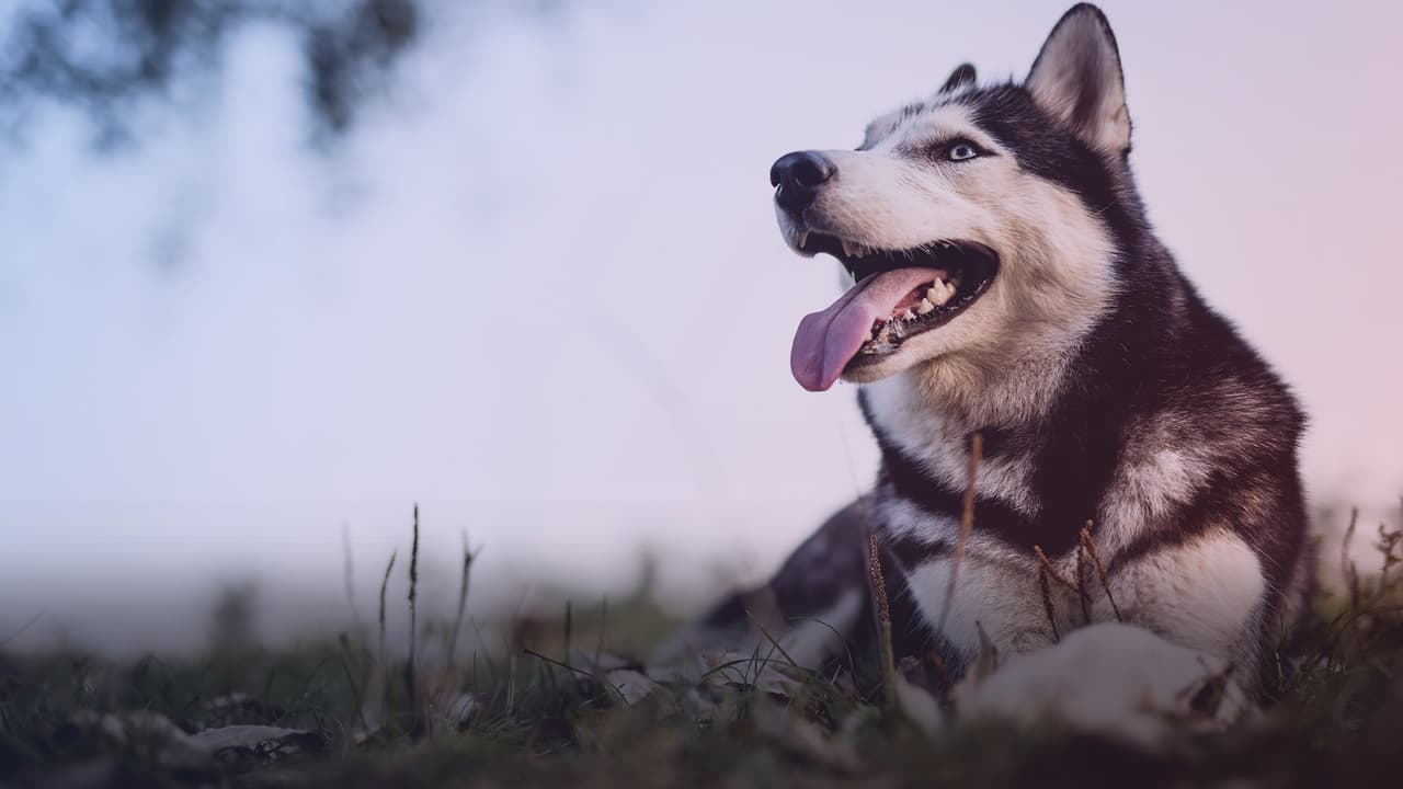 Perrito héroe: Salvó a un excursionista de morir al calentarlo con su pelaje hasta que fue rescatado