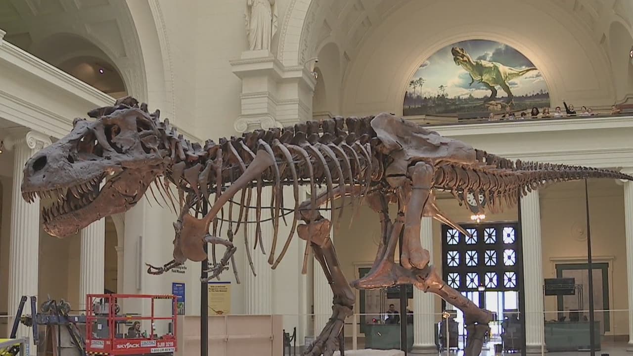 Icónico dinosaurio del museo de Chicago es desplazado por otro más grande