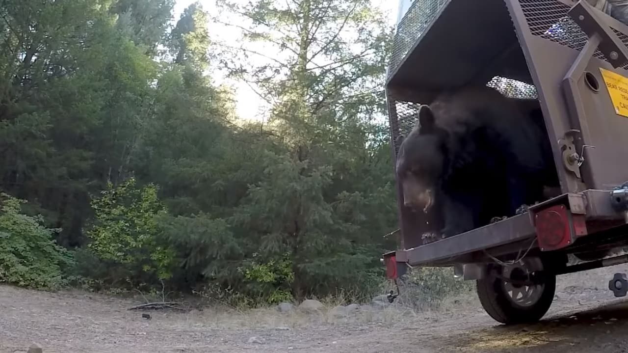 Luego de recibir cuidados para sus quemaduras y la inhalación de humo, el oso fue transportado a una zona boscosa para regresar a su vida silvestre.