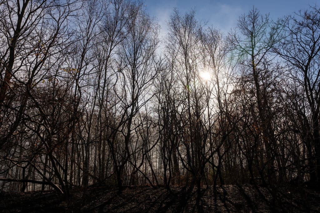 Por más de 40 días no han recibido un aguacero sustancial y, aunque para este 10 de noviembre se anticipaba lluvia, la cantidad esperada no parecía suficiente para extinguir completamente los múltiples incendios forestales.