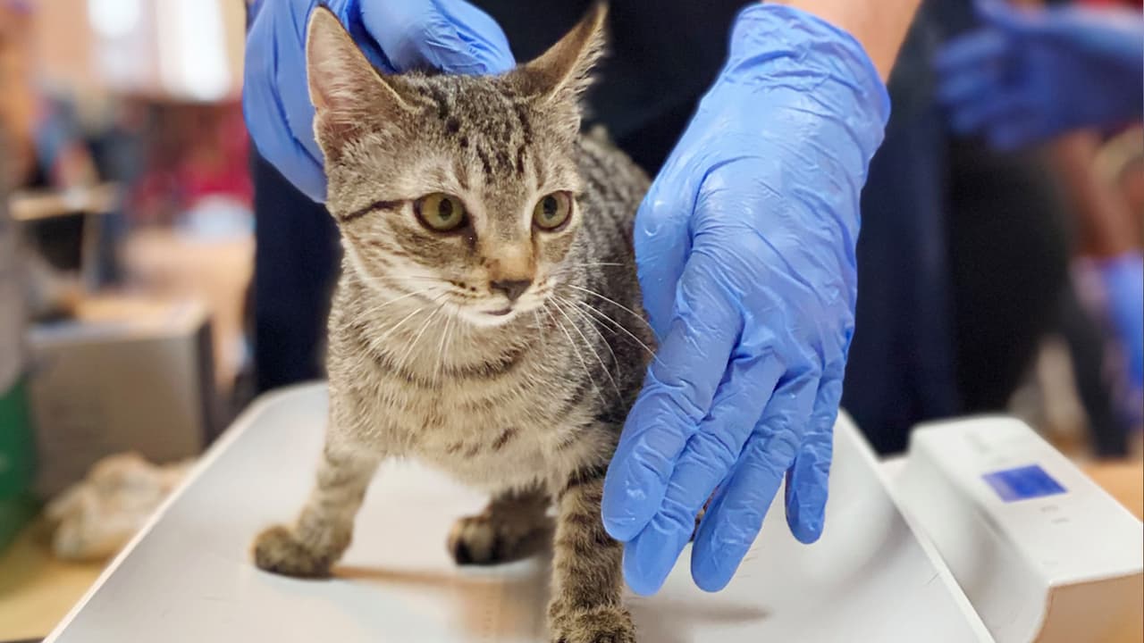 Los veterinarios de Lifeline evaluaron y trataron a los gatos con infecciones respiratorias y oculares