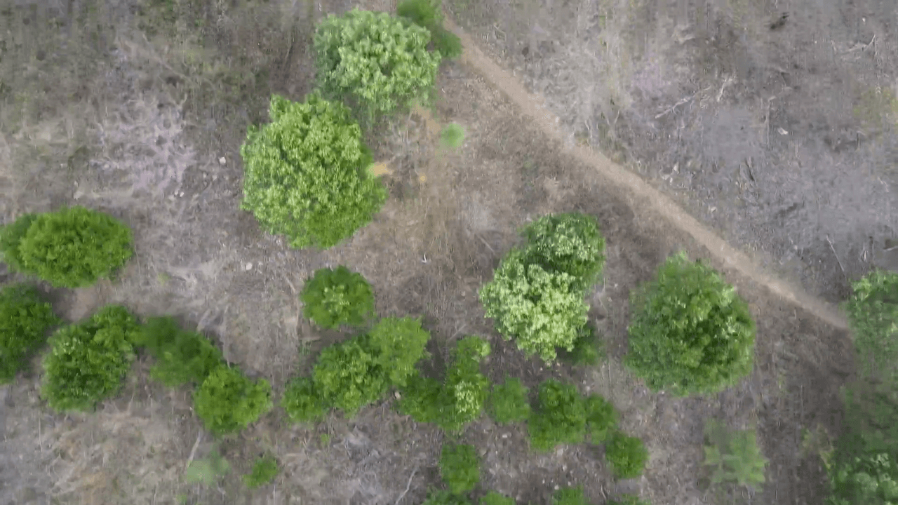 Entre los caminos a explorar está el popular Pine Mountain Trail de 23 millas, que serpentea a través de madera dura y pinos, sobre arroyos y pequeñas cascadas.