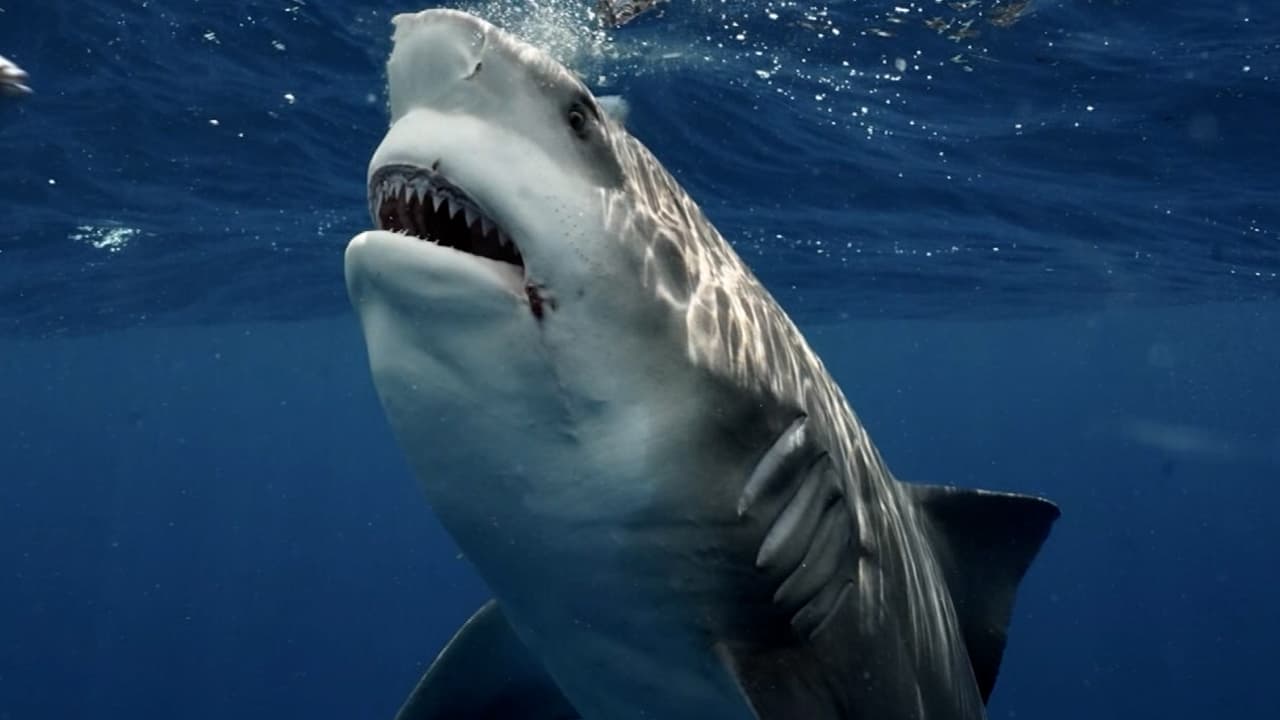 Un hombre se topa cara a cara con un tiburón y logra fotografiarlo en el sur de Florida