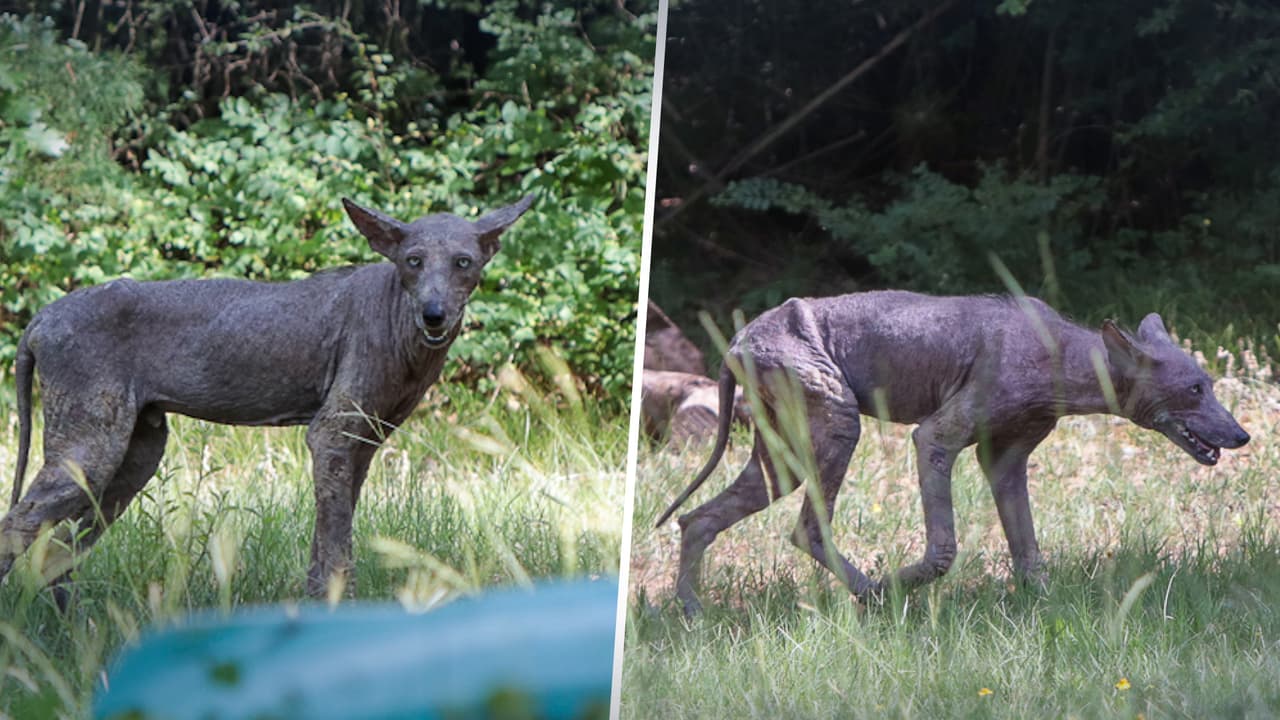 ¿Un coyote o un perro? Este animal fue hallado merodeando patios en Grapevine