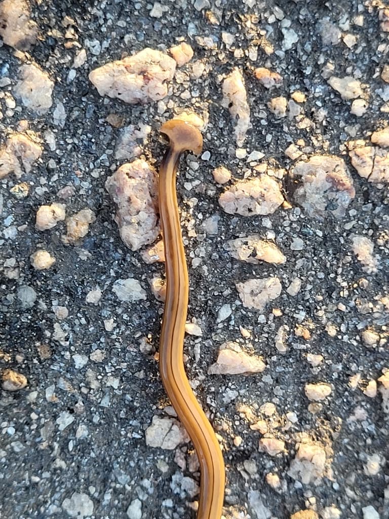 Esos gusanos de jardín con cabeza de pala, se parecen a las culebras y según iNaturalist se han visto especialmente en Atlanta.