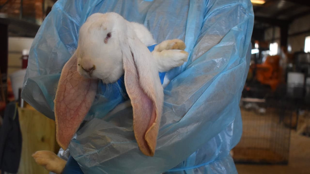 Los animales mostraban síntomas de desnutrición y secreción que podría tratarse una infección ocular.