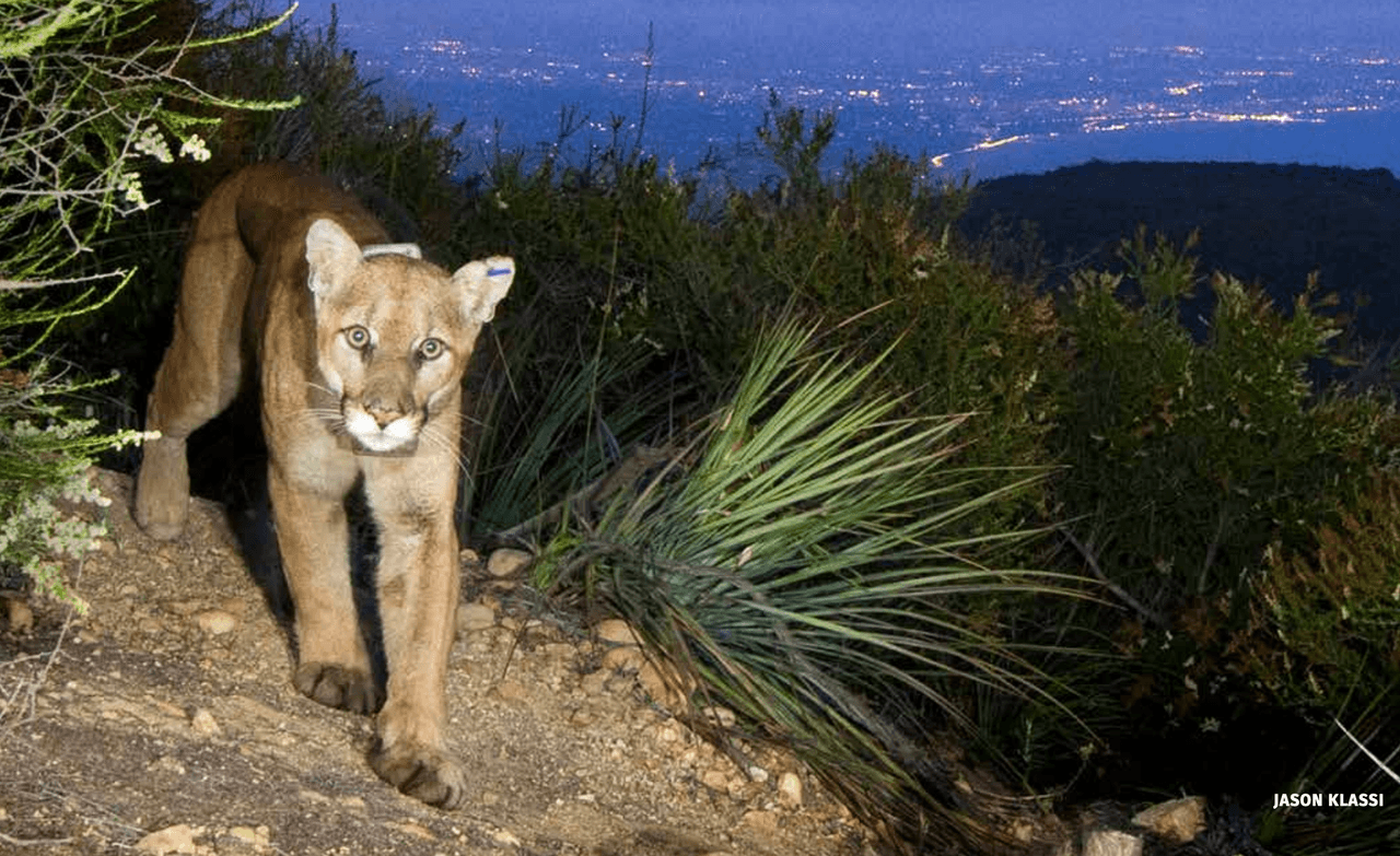 Wildlife Crossing, en Liberty Canyon, un cruce de vida silvestre planeado sobre la autopista 101 entre Agoura Hills y Calabasas, en el sur de California, será un ejemplo global para la conservación de la vida silvestre urbana.