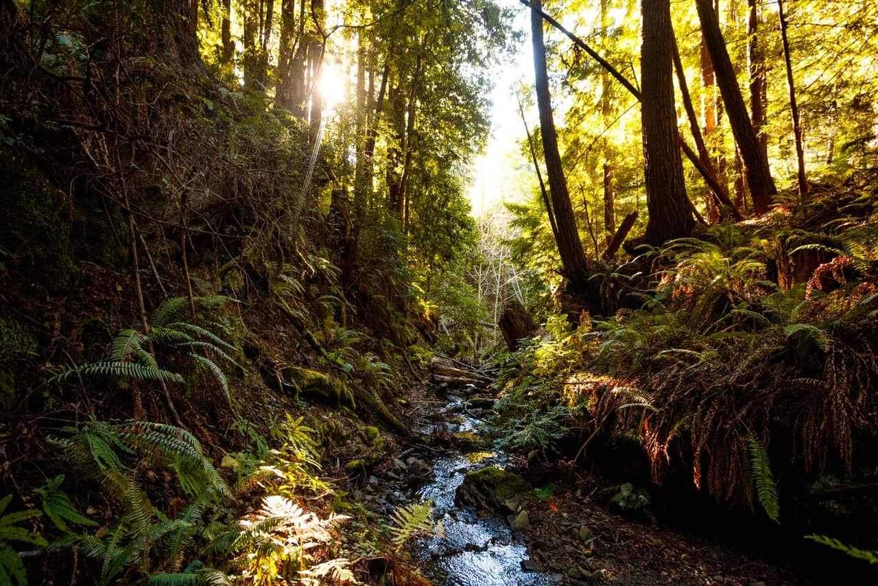 La transferencia marca un paso en el creciente movimiento"Land Back" (Devolver la tierra) para regresar las tierras indígenas a los descendientes de aquellos que vivieron allí antes de que llegaran los colonos europeos.