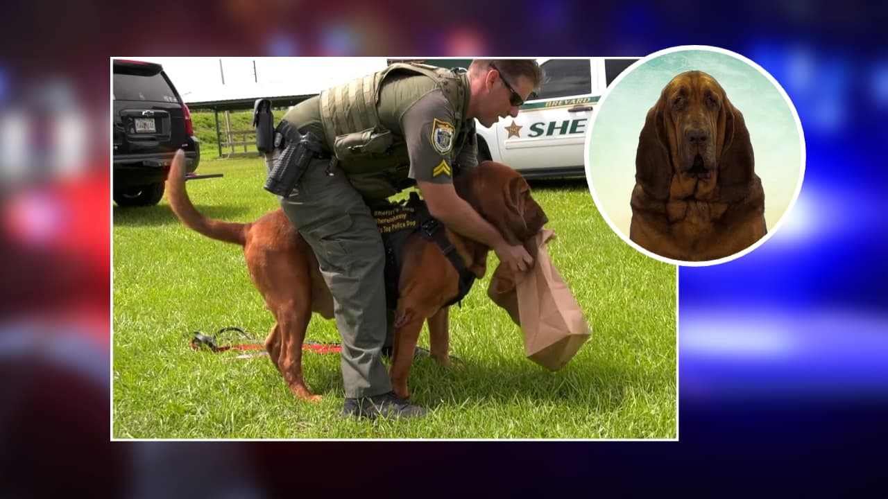 Agente K9 será encumbrado al Salón de la Fama de la Policía Americana en Florida