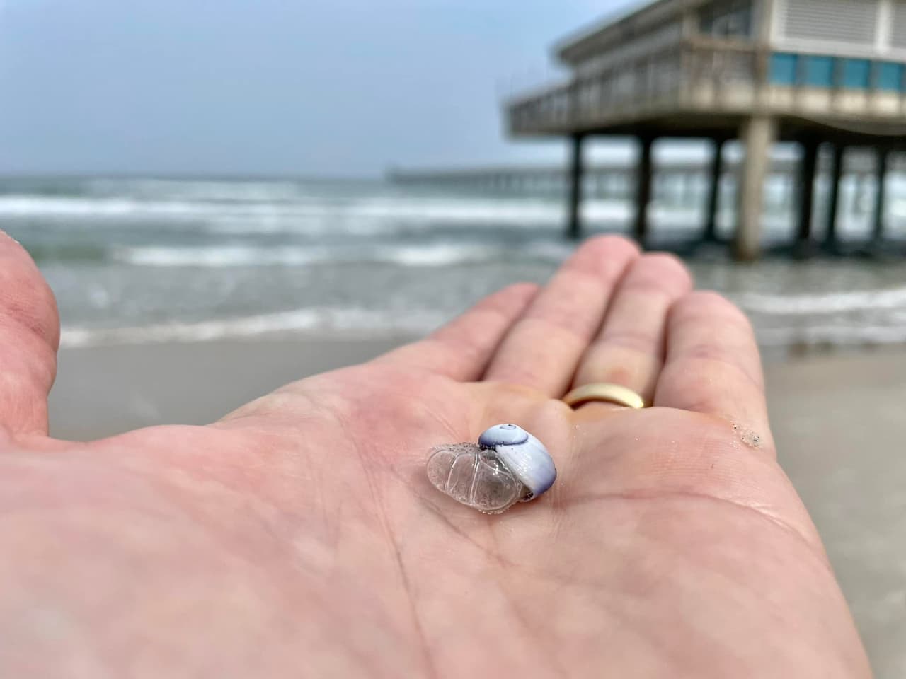 Mission-Aransas Reserve informó que encontraron a dragones azules en las costas de Texas. Las autoridades locales advierten de la llegada de esta diminuta especie, cuyo nombre científico es Glaucus atlanticus.
