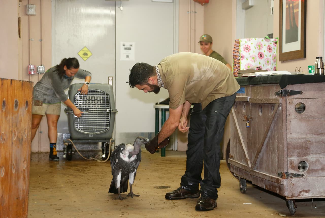 Un buitre evacuado. En la imagen, un cuidador del zoo lleva a una jaula a un 
<b>buitre dorsiblanco bengalí, animal de India en grave peligro de extinción.</b>
<br>http://www.npr.org/2017/09/07/548981618/flamingos-in-the-men-s-room-how-zoos-and-aquariums-handle-hurricanes
