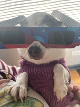 Panchito, una mascota de Chicago disfrutó seguro del eclipse.