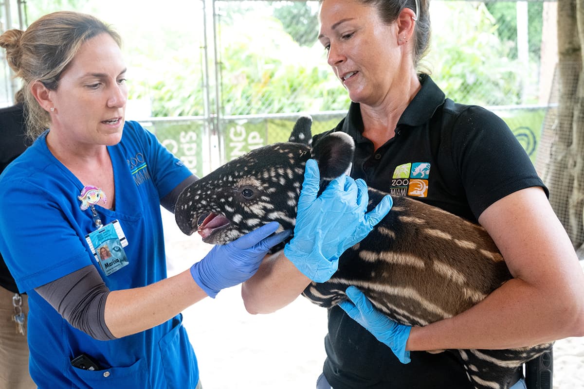 Este nacimiento de un tapir malayo fue cuidadosamente planificado como parte del 
<a href="https://www.aza.org/species-survival-plan-programs" target="_blank">Plan de Supervivencia de Especies (SSP, por sus siglas en inglés</a>) .
