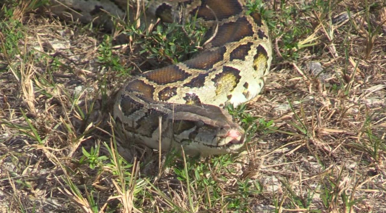 La persona que capture la mayor cantidad de serpientes de la especie birmana recibirá premios incluyendo, un vehículo ATV todo terreno.
<br>