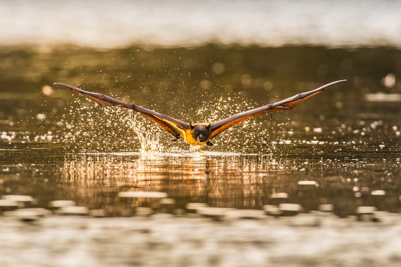 <b>‘El sospechoso’.</b> La captura del vuelo rasante de un murciélago sobre el agua en un parque de Sidney, Australia, resultó finalista en la categoría ‘naturaleza y vida silvestre’.