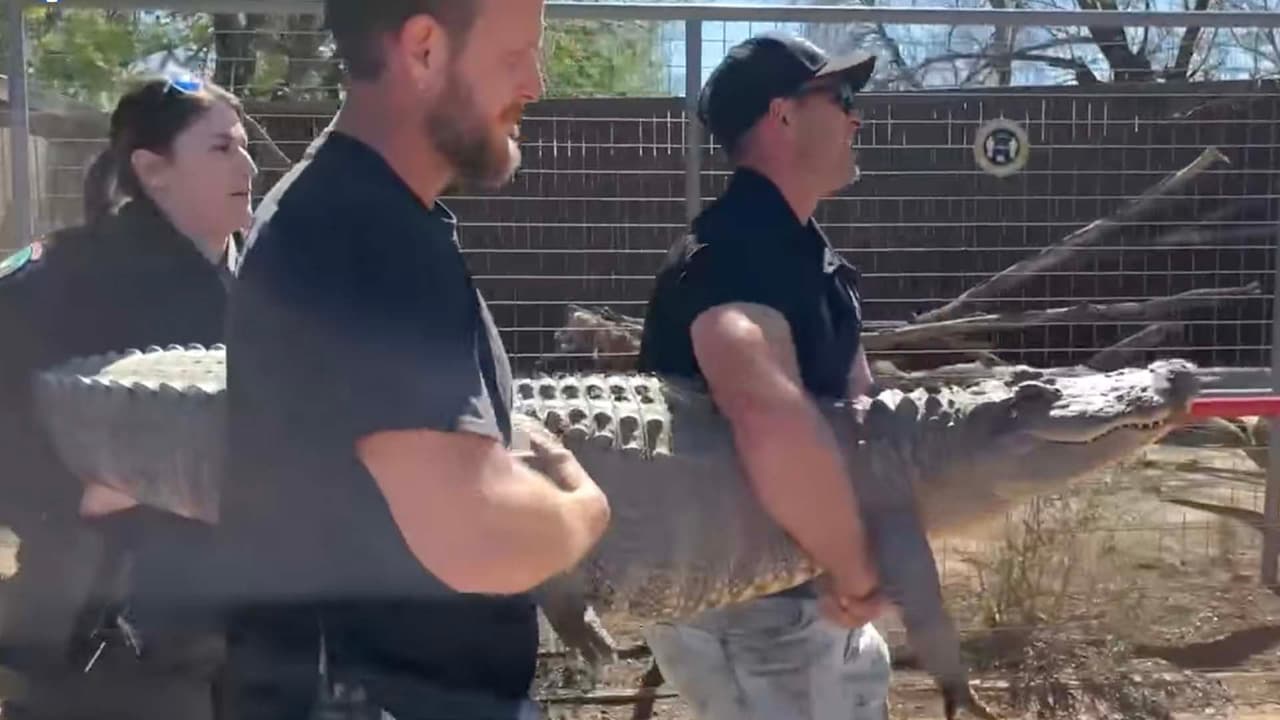Texas Game Warden y dos empleados del zoológico se llevaron a la criatura y la reubicaron en Animal World and Snake Farm Zoo.